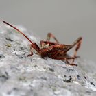 Amerikanische Kiefern- oder Zapfenwanze - Leptoglossus occidentalis 3