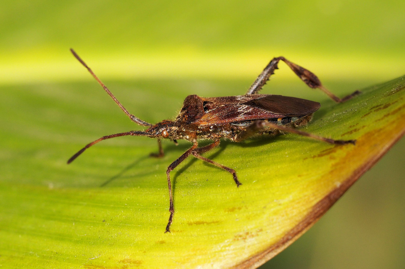 Amerikanische Kiefern- oder Zapfenwanze (Leptoglossus occidentalis) 