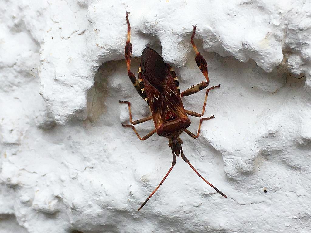 Amerikanische Kiefern- oder Zapfenwanze (Leptoglossus occidentalis) - auch in Sachsen-Anhalt