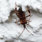 Amerikanische Kiefern- oder Zapfenwanze (Leptoglossus occidentalis) - auch in Sachsen-Anhalt