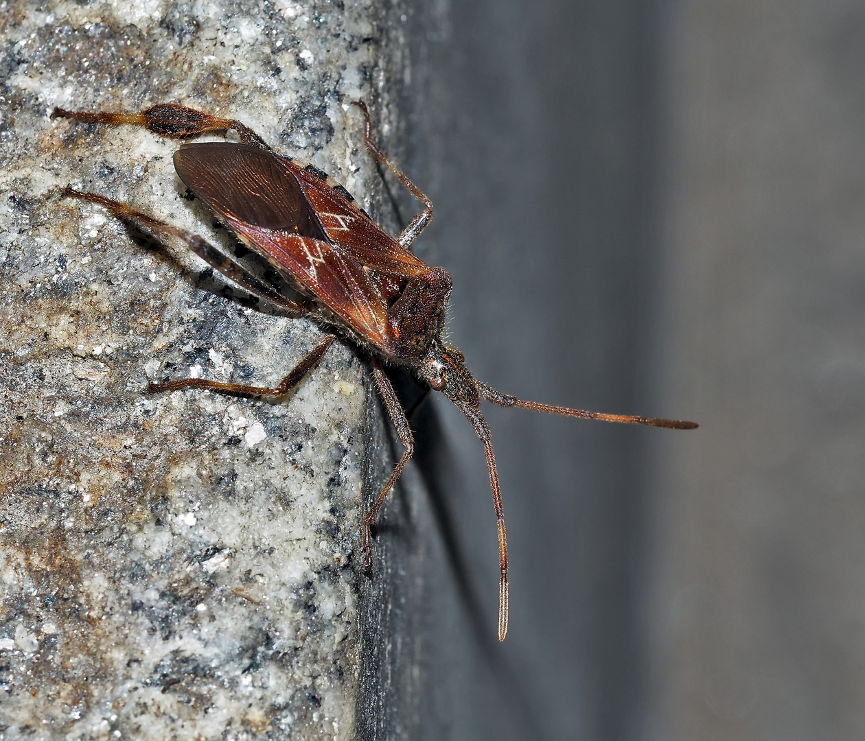 Amerikanische Kiefern- oder Zapfenwanze (Leptoglossus occidentalis)