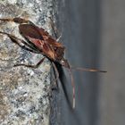 Amerikanische Kiefern- oder Zapfenwanze (Leptoglossus occidentalis)