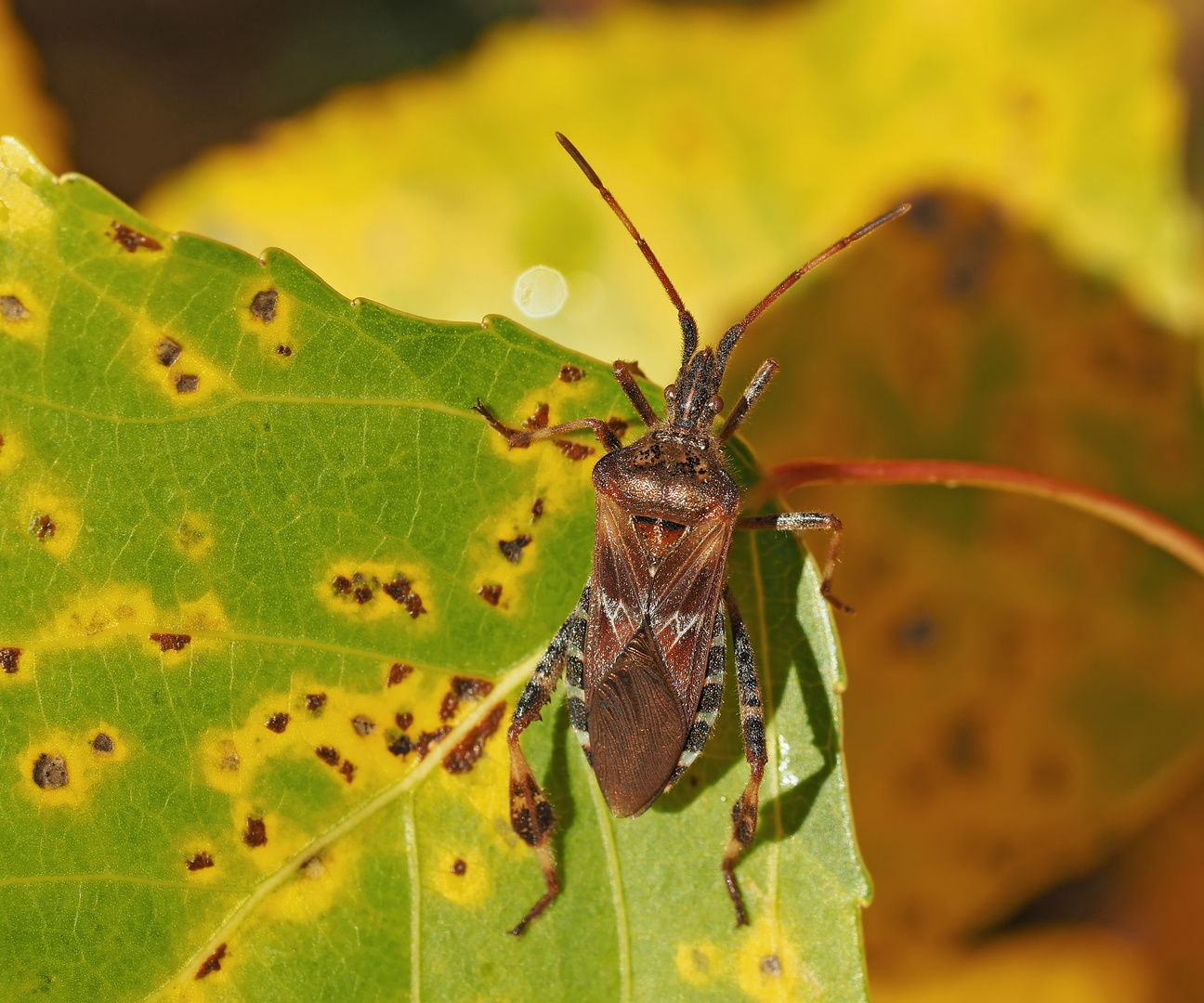 Amerikanische Kiefern- oder Zapfenwanze (Leptoglossus occidentalis) - Punaise américaine du pin.