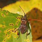 Amerikanische Kiefern- oder Zapfenwanze (Leptoglossus occidentalis) - Punaise américaine du pin.