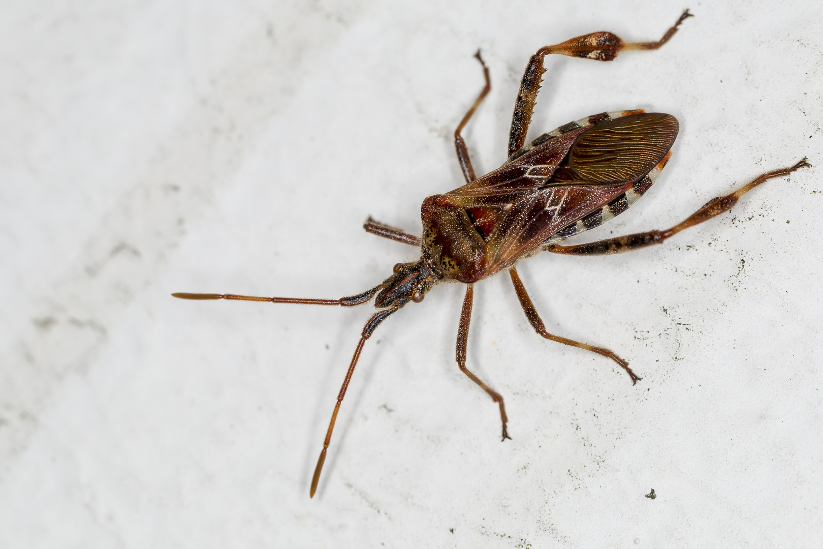Amerikanische Kiefernwanze Foto & Bild tiere, wildlife, insekten