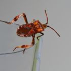 "Amerikanische Kiefernwanze" (Leptoglossus occidentalis) 2