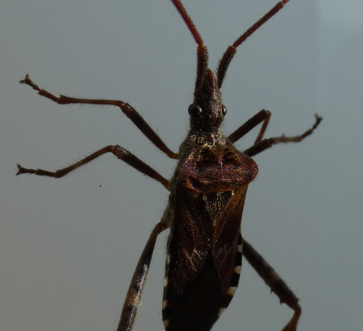 Amerikanische Kiefernwanze (Leptoglossus occidentalis)