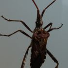 Amerikanische Kiefernwanze (Leptoglossus occidentalis)