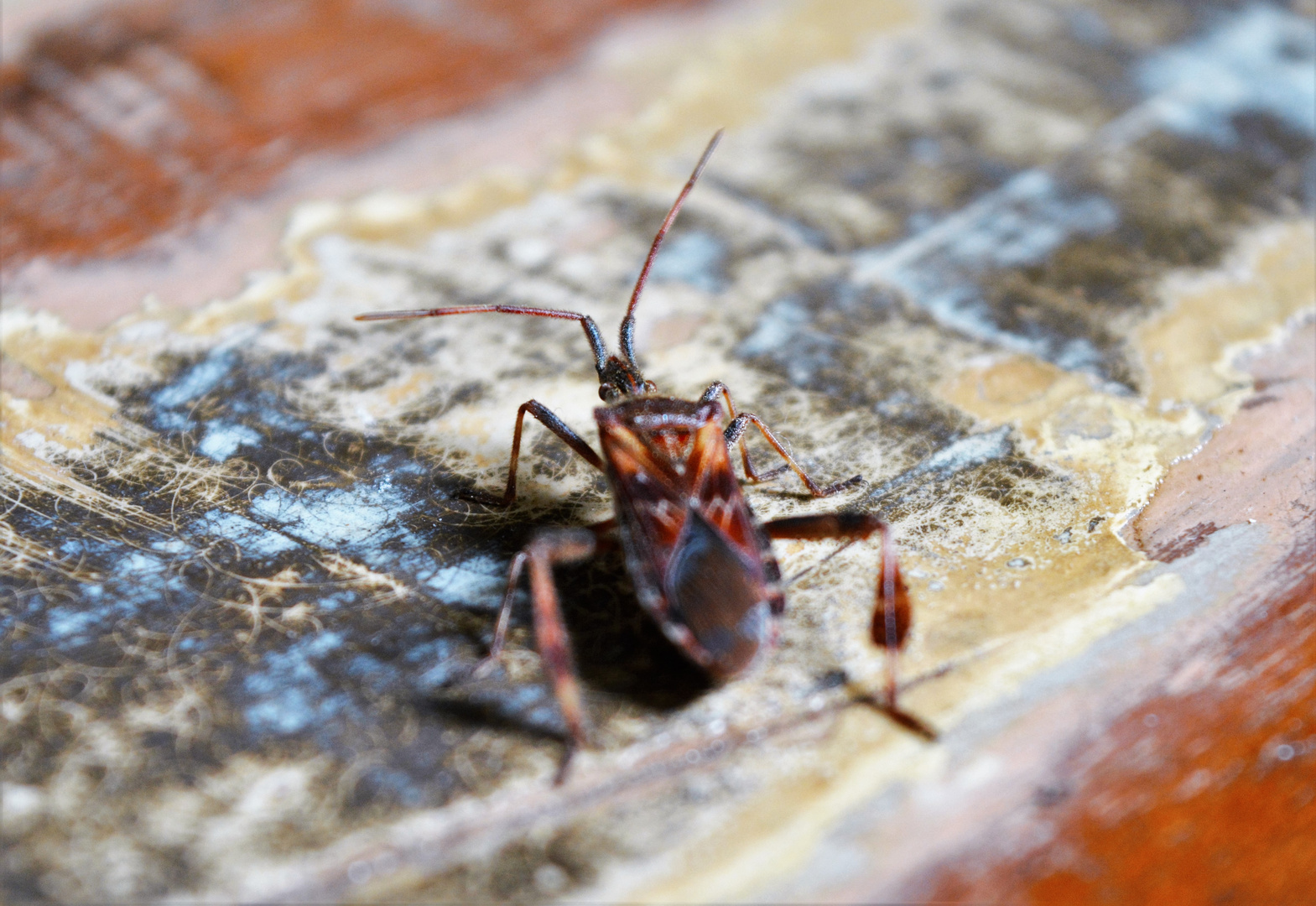 "Amerikanische Kiefernwanze" (Leptoglossus occidentalis) 3