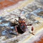 "Amerikanische Kiefernwanze" (Leptoglossus occidentalis) 3