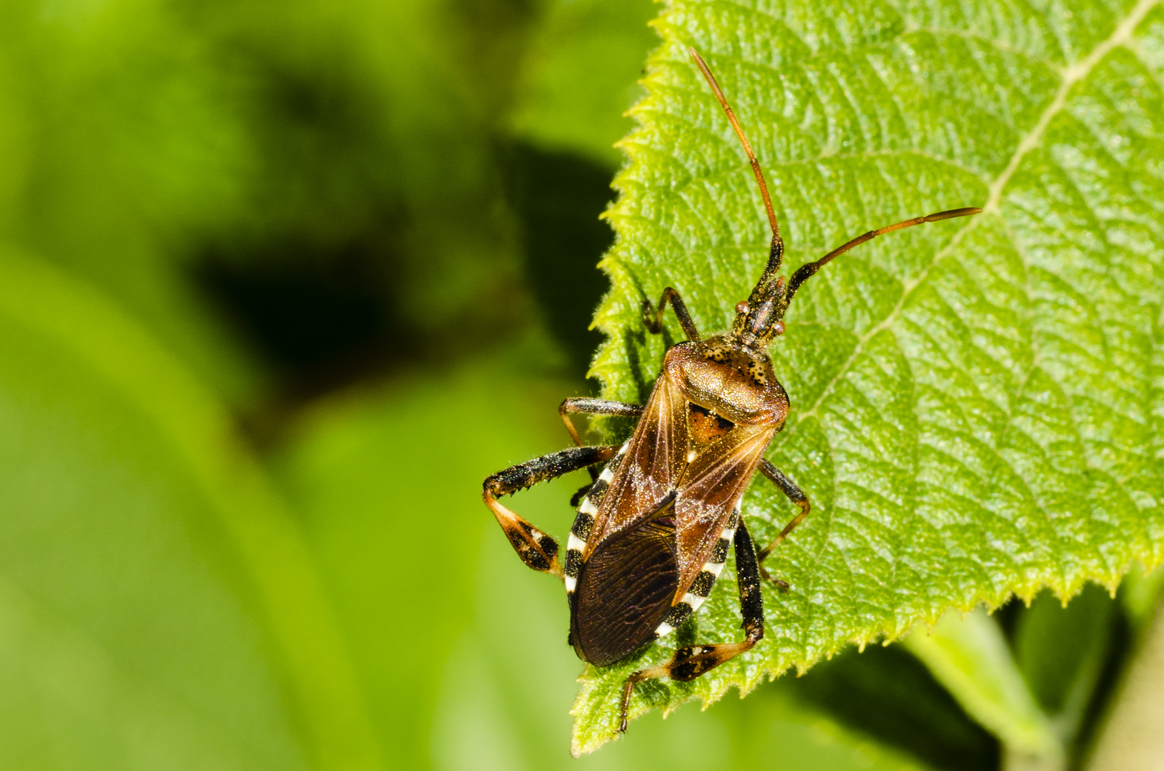 Amerikanische Kiefernwanze (Leptoglossus occidentalis) Foto & Bild