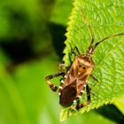 Amerikanische Kiefernwanze (Leptoglossus occidentalis)