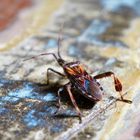 "Amerikanische Kiefernwanze" (Leptoglossus occidentalis)