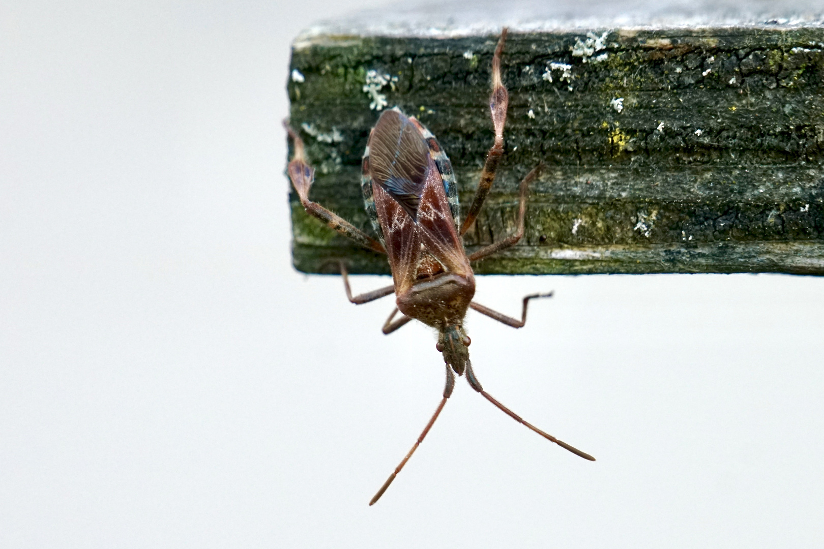 Amerikanische Kiefernwanze (Leptoglossus occidentalis)