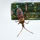 Amerikanische Kiefernwanze (Leptoglossus occidentalis)