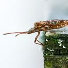 Amerikanische Kiefernwanze (Leptoglossus occidentalis)