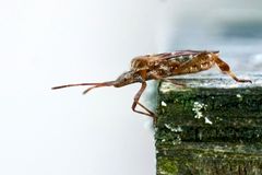 Amerikanische Kiefernwanze (Leptoglossus occidentalis)