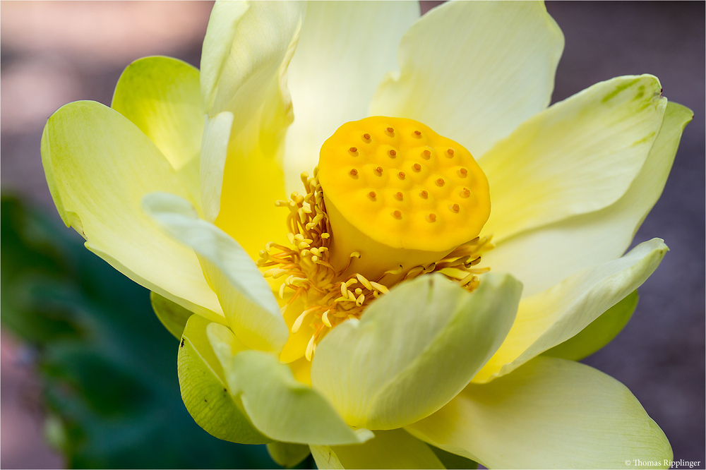 Amerikanische Lotosblume (Nelumbo lutea)