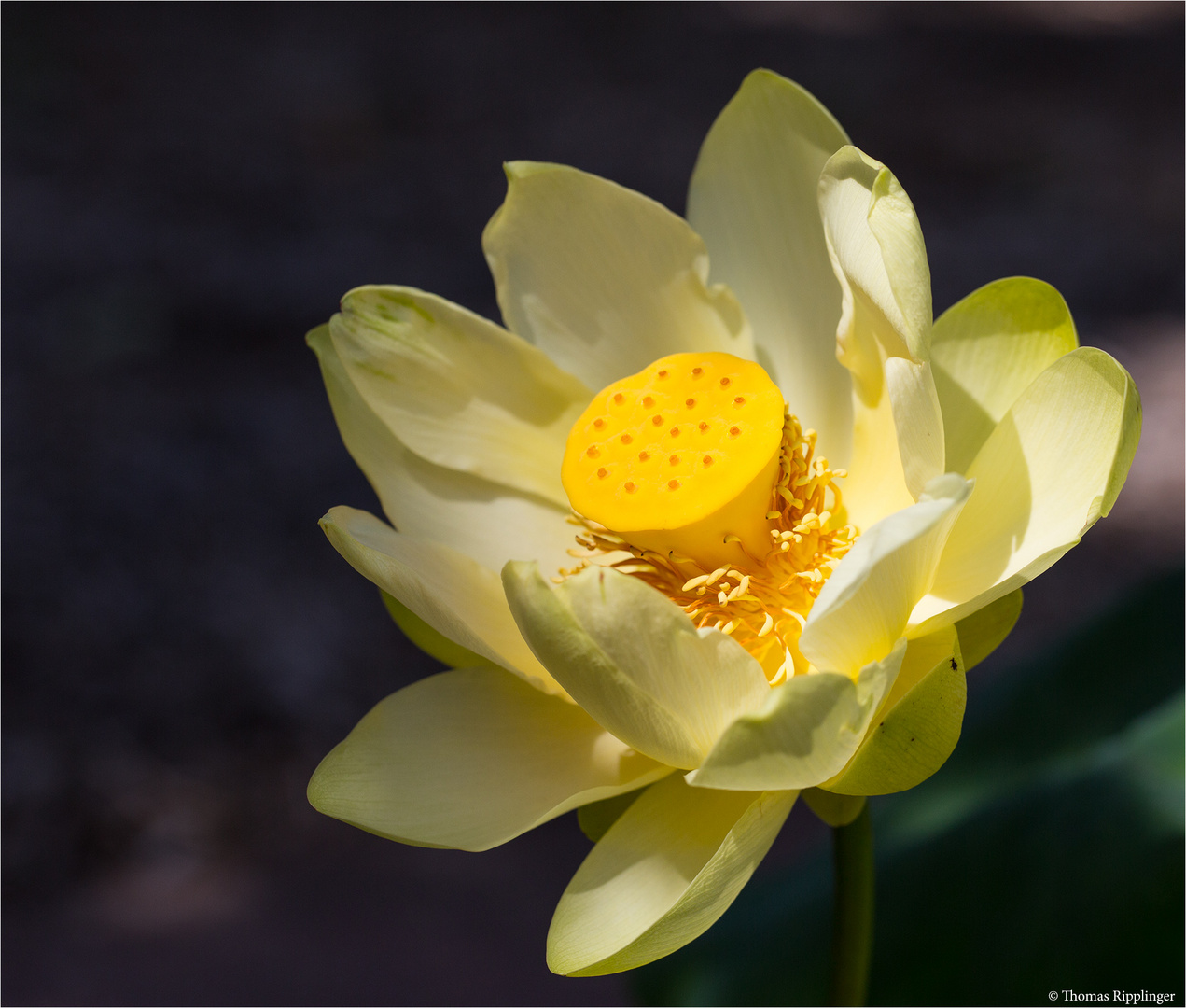 Amerikanische Lotosblume (Nelumbo lutea)....-...