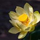 Amerikanische Lotosblume (Nelumbo lutea)....-...