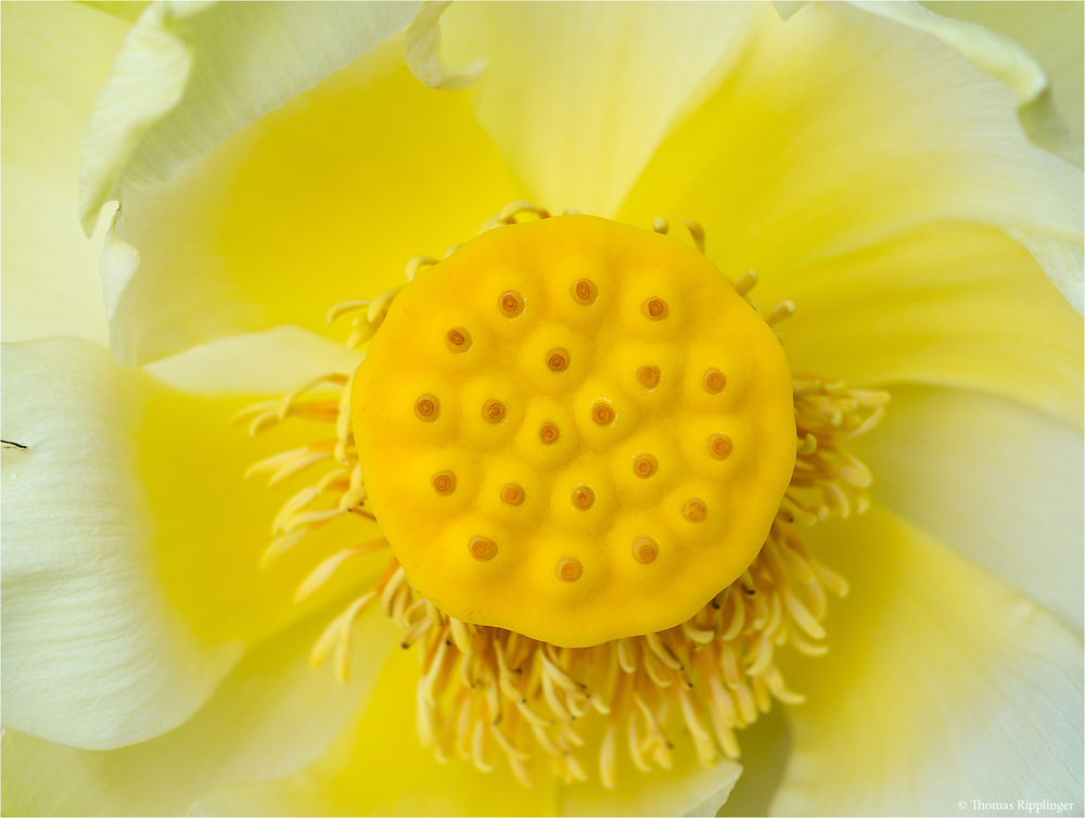 Amerikanische Lotosblume (Nelumbo lutea)