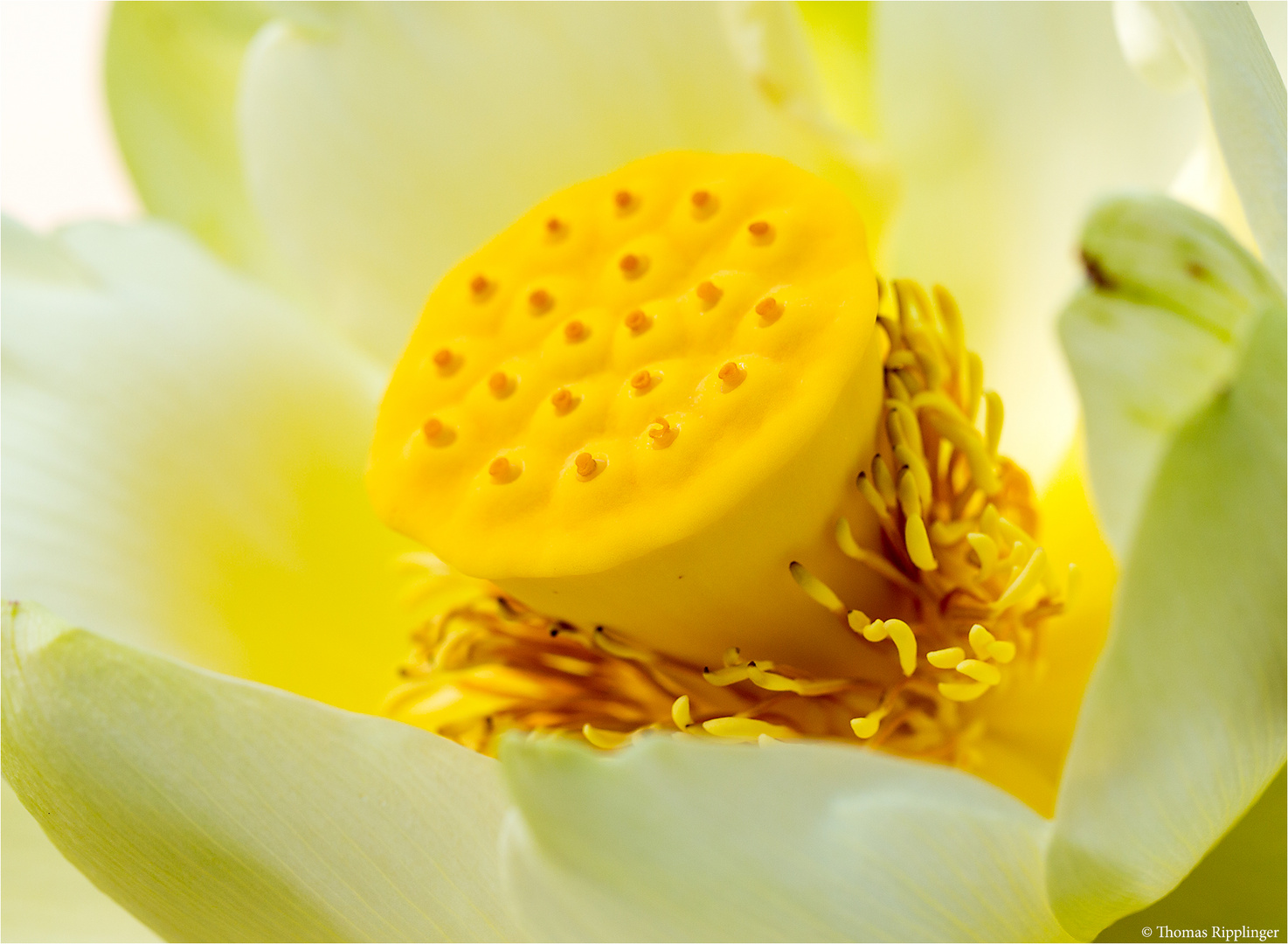 Amerikanische Lotosblume (Nelumbo lutea)...