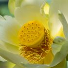 Amerikanische Lotosblume (Nelumbo lutea)..