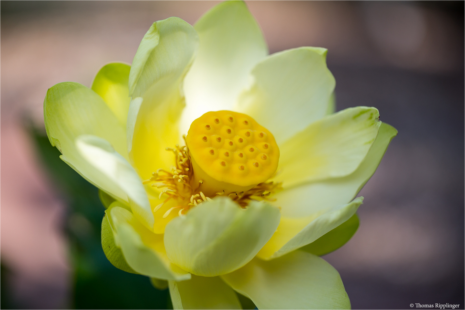 Amerikanische Lotosblume (Nelumbo lutea)....-