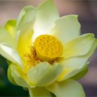 Amerikanische Lotosblume (Nelumbo lutea)....-