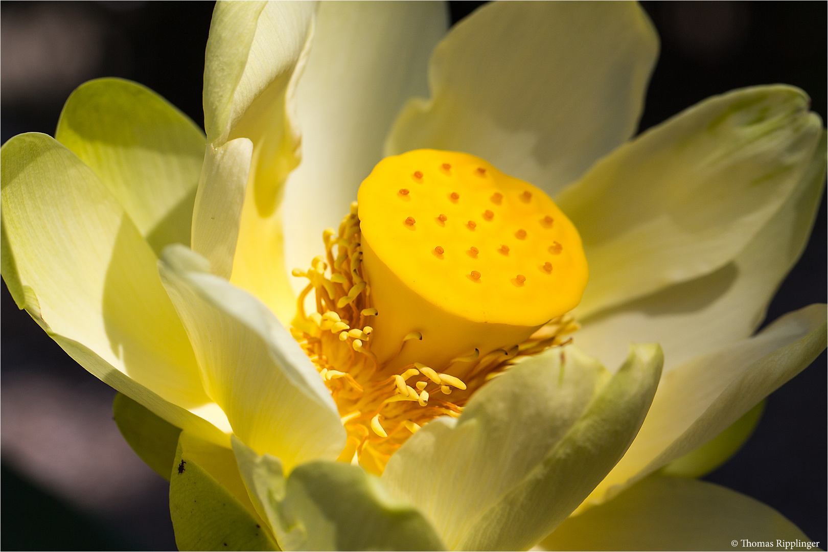 Amerikanische Lotosblume (Nelumbo lutea)