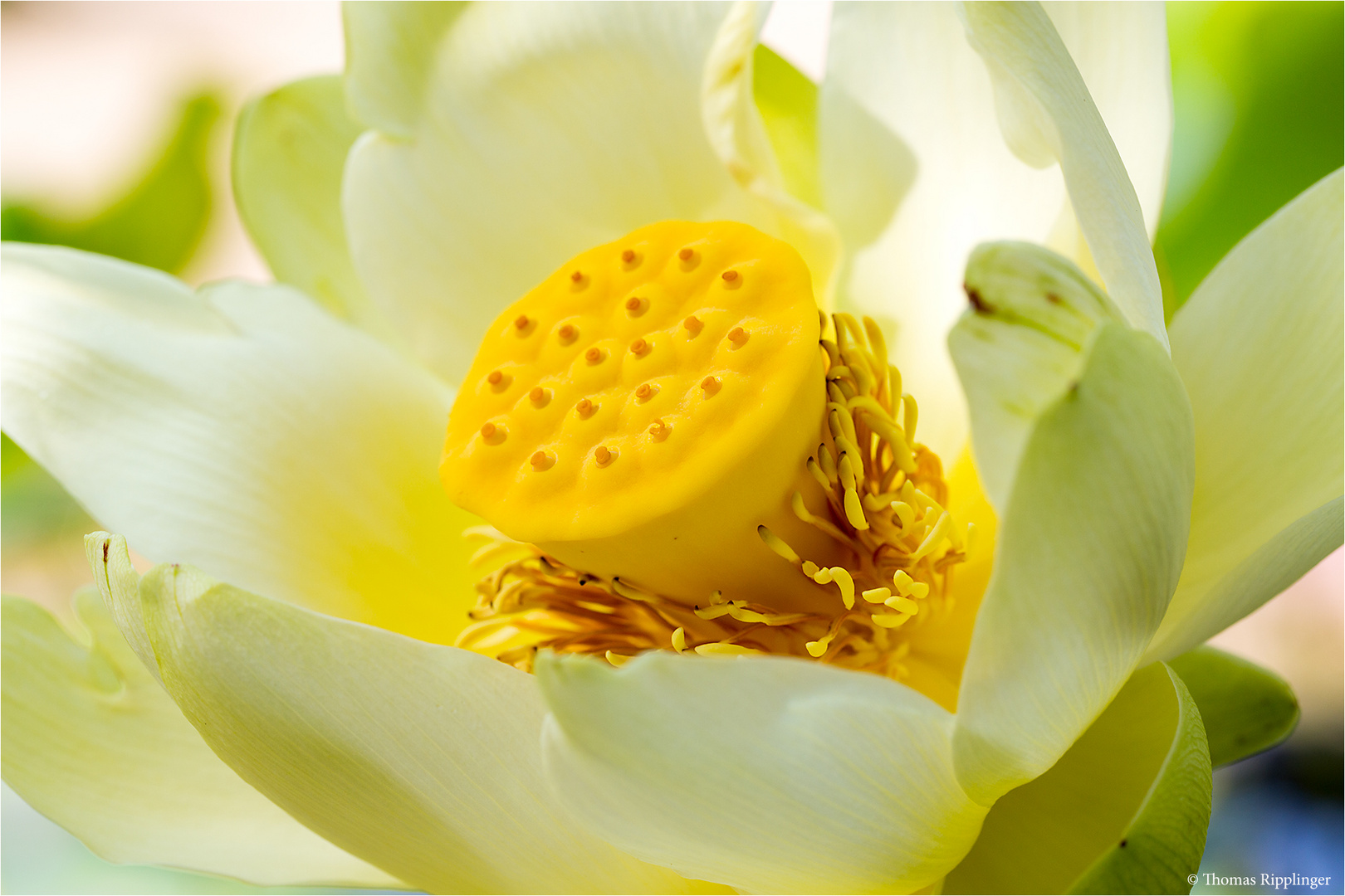 Amerikanische Lotosblume (Nelumbo lutea)....