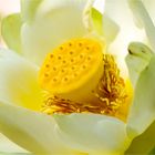 Amerikanische Lotosblume (Nelumbo lutea)....