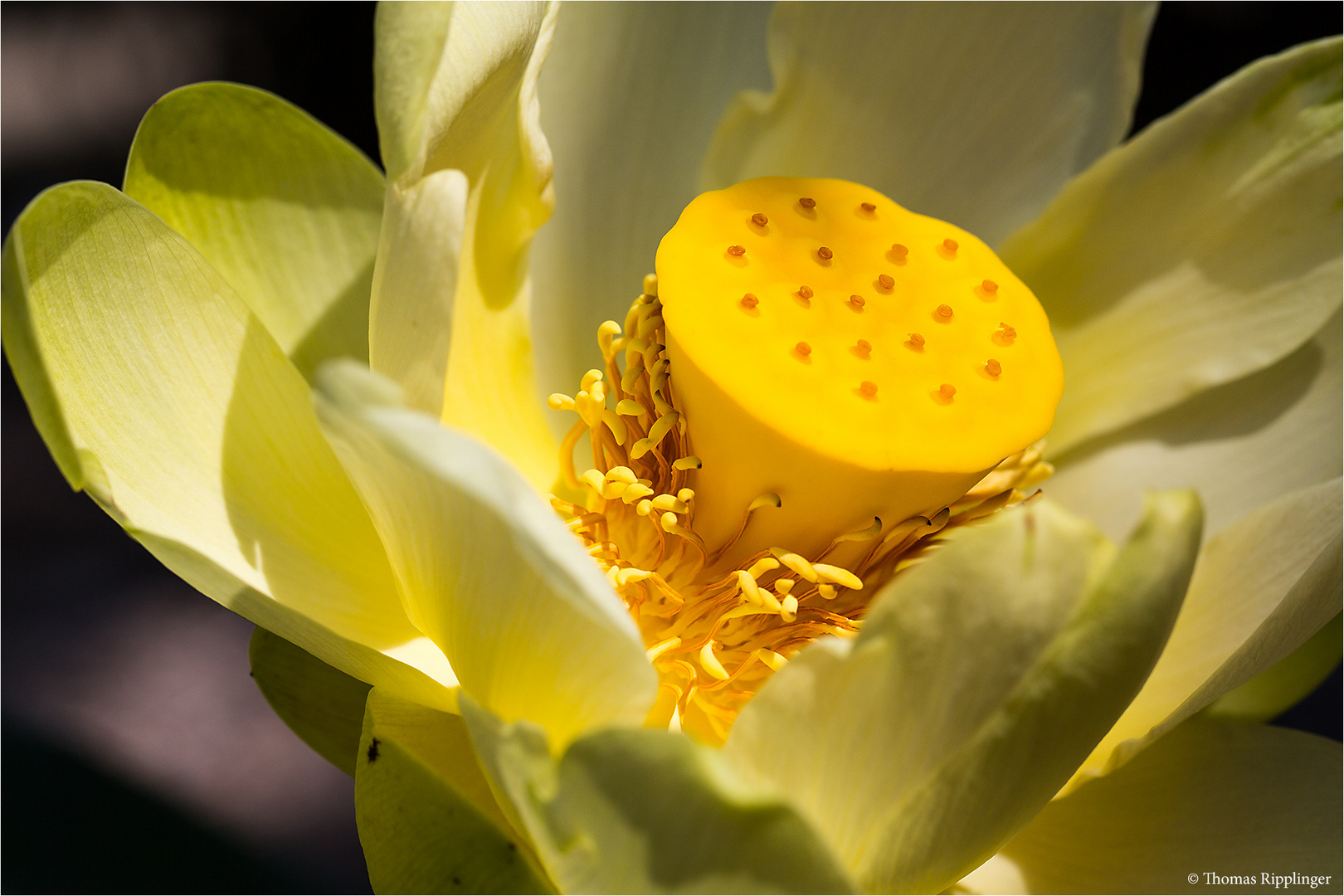 Amerikanische Lotosblume (Nelumbo lutea)