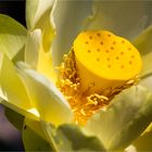 Amerikanische Lotosblume (Nelumbo lutea)