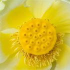 Amerikanische Lotosblume (Nelumbo lutea).