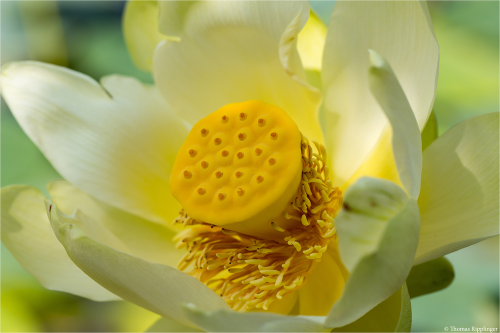 Amerikanische Lotosblume (Nelumbo lutea)..