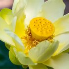 Amerikanische Lotosblume (Nelumbo lutea)