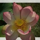 Amerikanische Lotusblüte