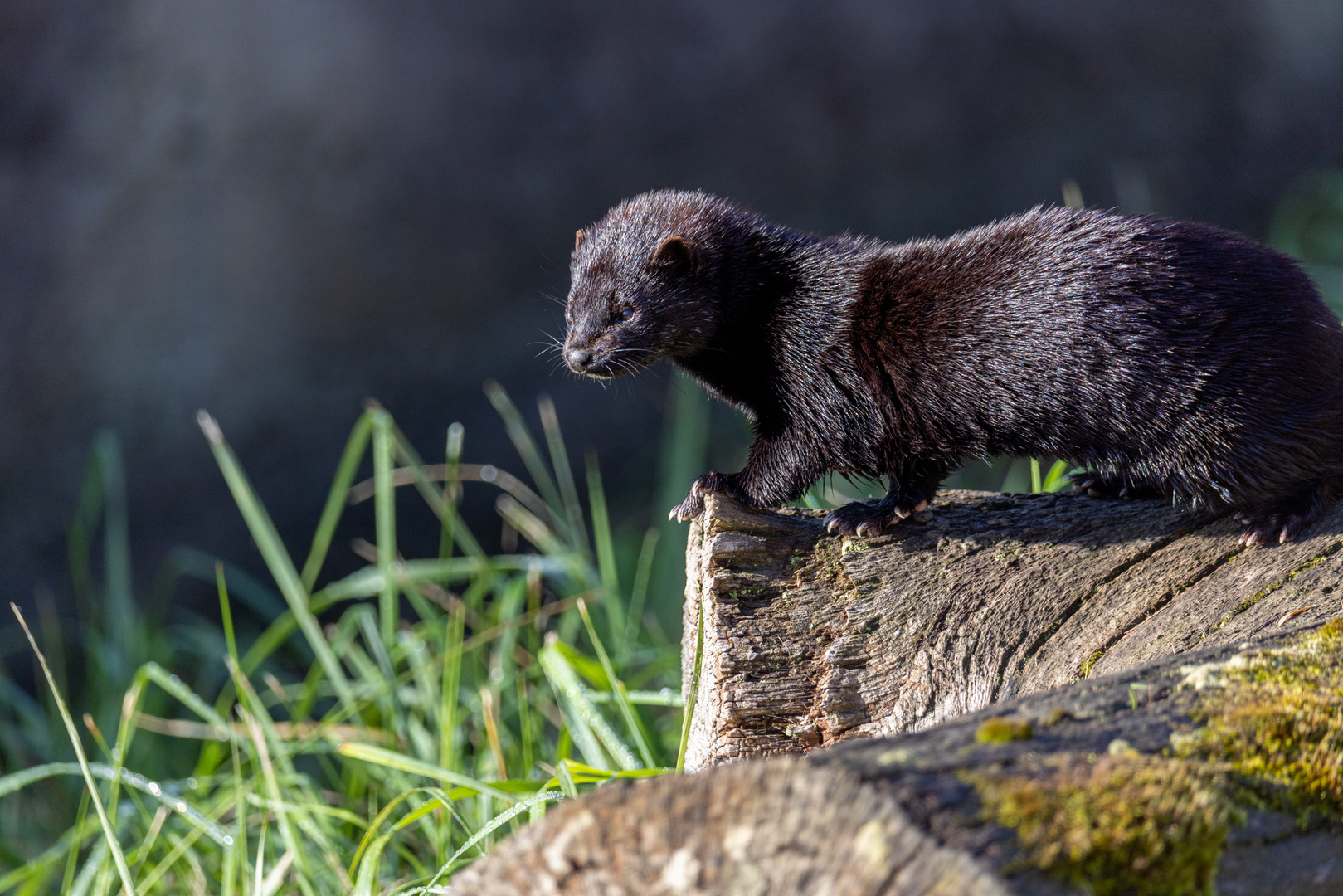 Amerikanische Nerz oder Mink