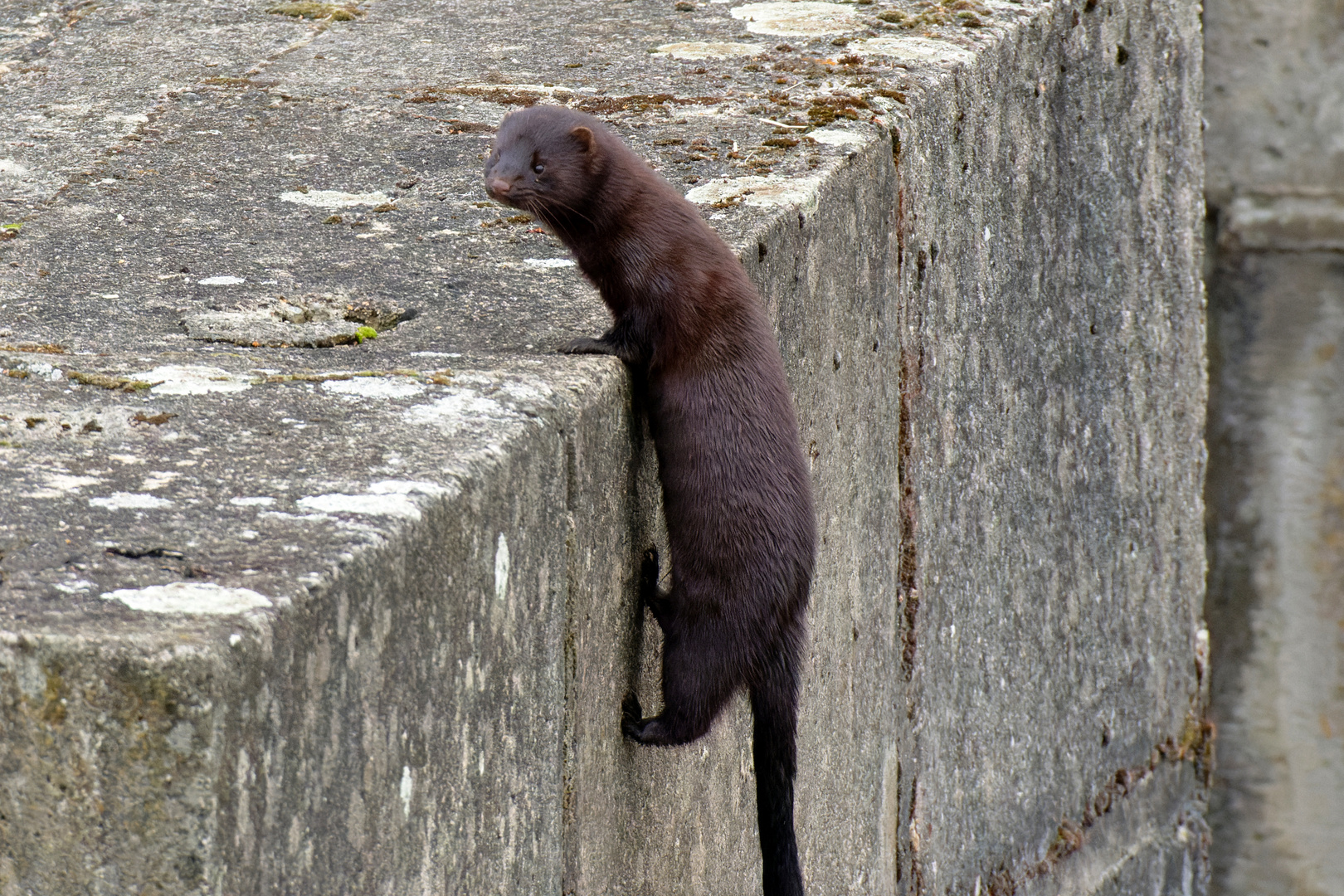  Amerikanische Nerz oder Mink (Neovison vison, Syn.: Mustela vison)