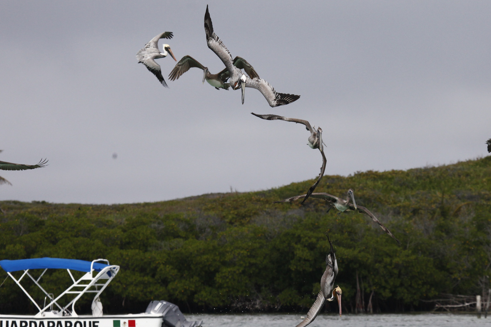 Amerikanische Pelikane bei der Fischjagd