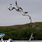 Amerikanische Pelikane bei der Fischjagd