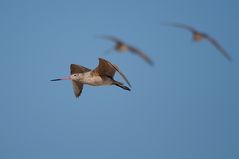 Amerikanische Pfuhlschnepfe - Marbled Godwit (Limosa fedoa)