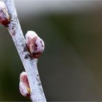 Amerikanische Reif-Weide (Salix irrorata).