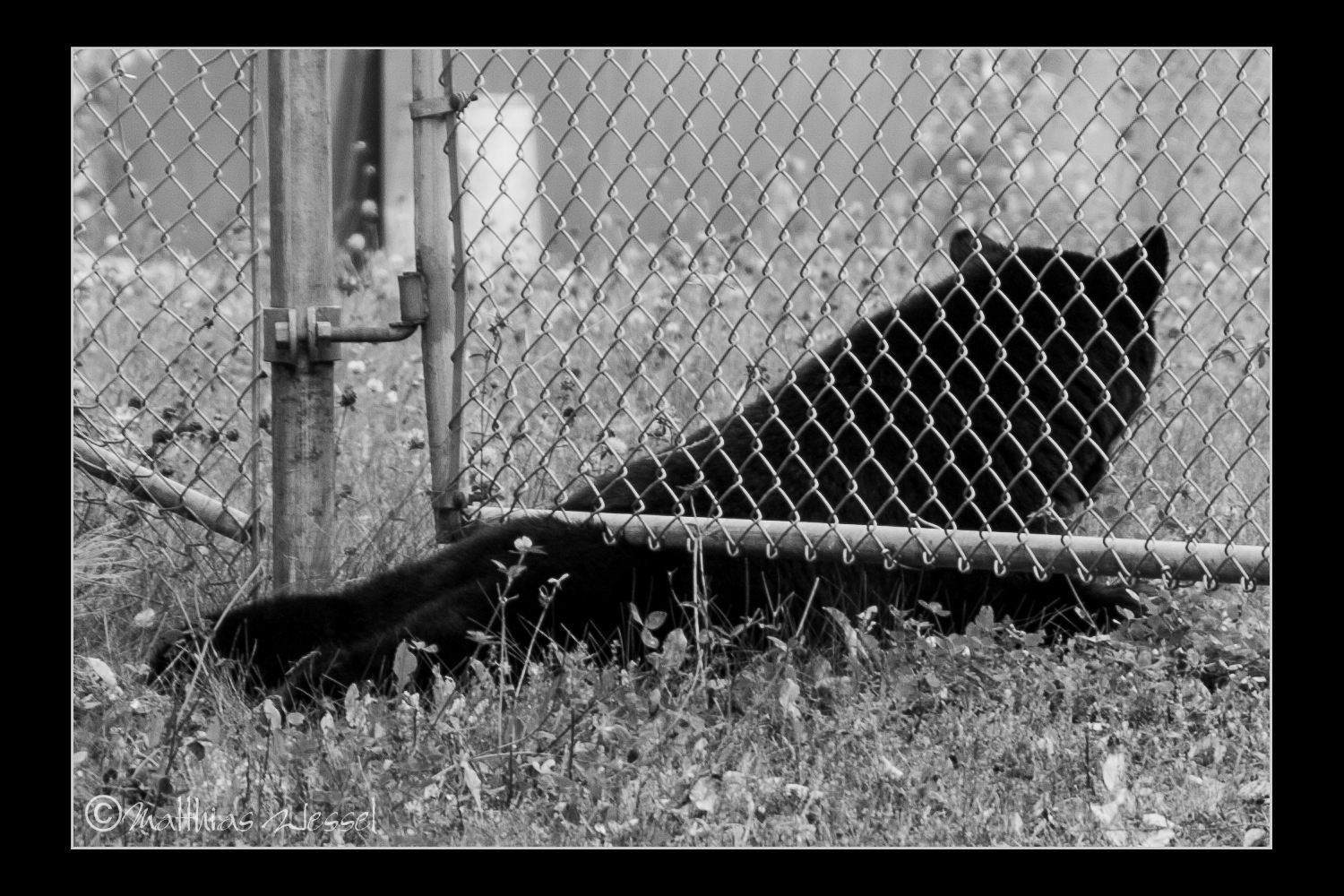 Amerikanische Schwarzbär (Ursus americanus), auch Baribal