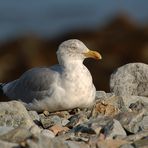 Amerikanische Silbermöwe (Larus smithsonianus, früher Larus argentus)