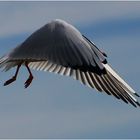 ... amerikanische Tarnkappen- ("Stealth") Möwe... :-)