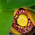 Amerikanische Teichrose (Nuphar advena)...