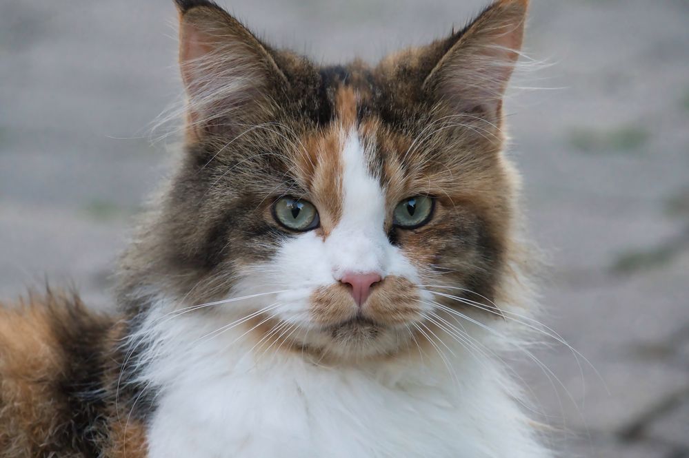 Amerikanische Waldkatze (Maine Coon)