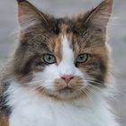 Amerikanische Waldkatze (Maine Coon)